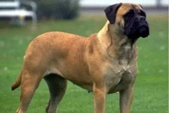 大型犬类-1